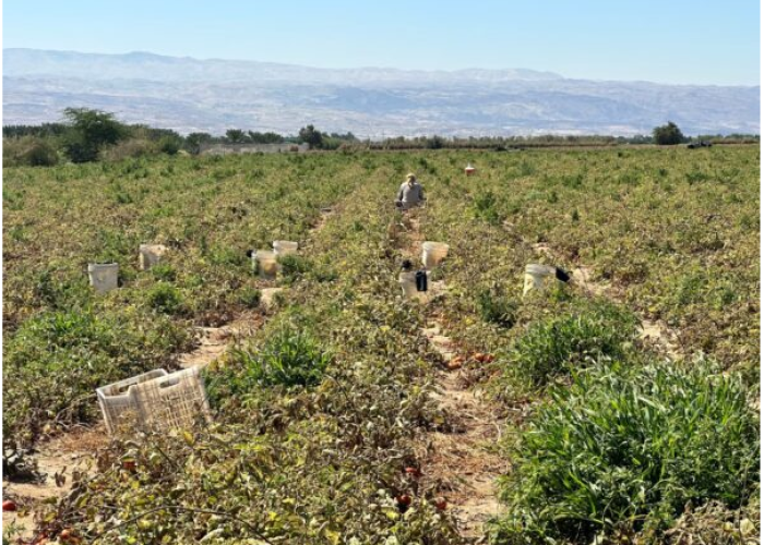 Workers on the lowest ground: The challenges for both the Egyptian migrants in the Jordan Valley and for the Jordanian  civic space